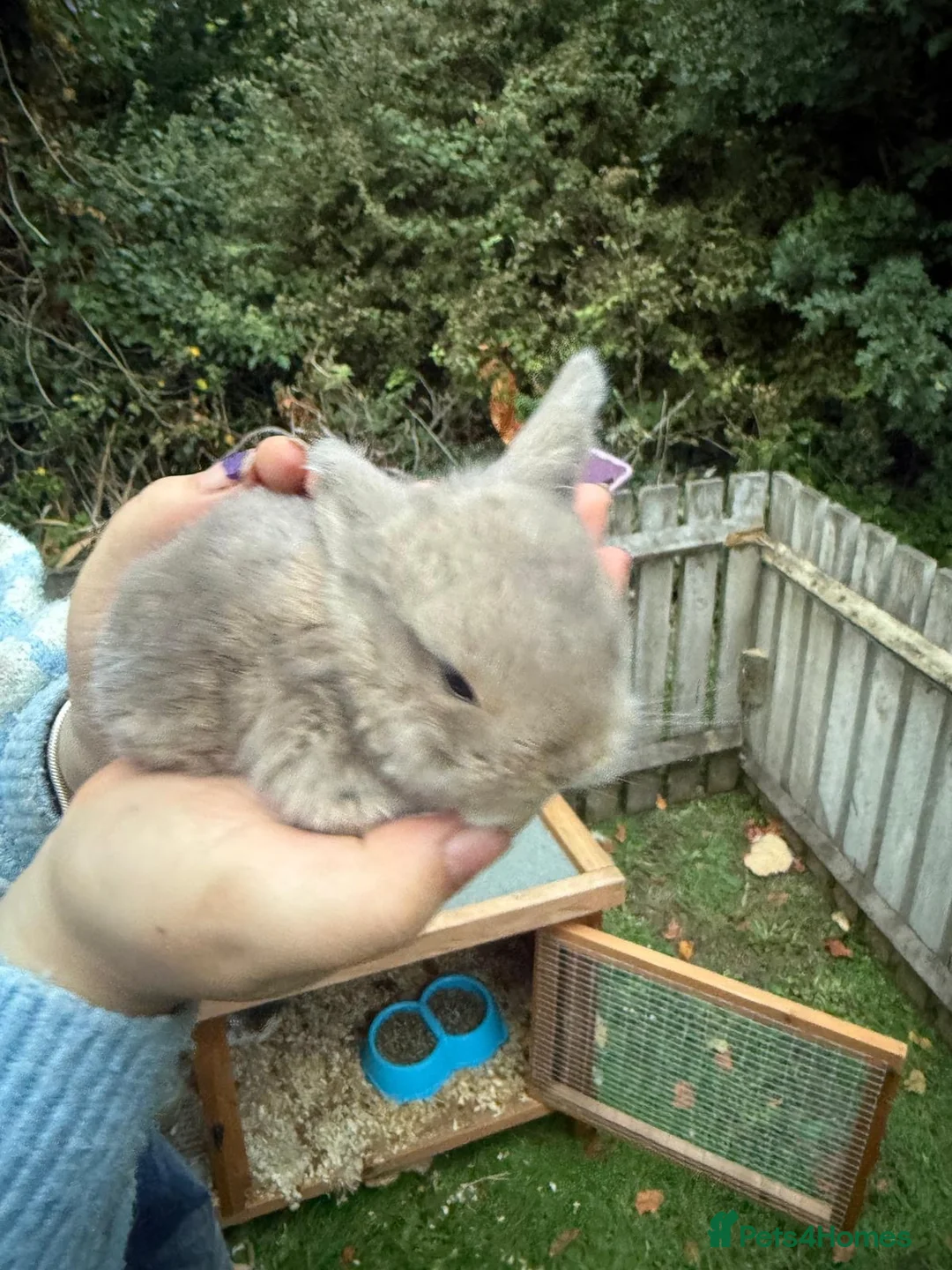 English Lop rabbits for sale: Beautiful lop babies ready in 2 weeks - Advert 2