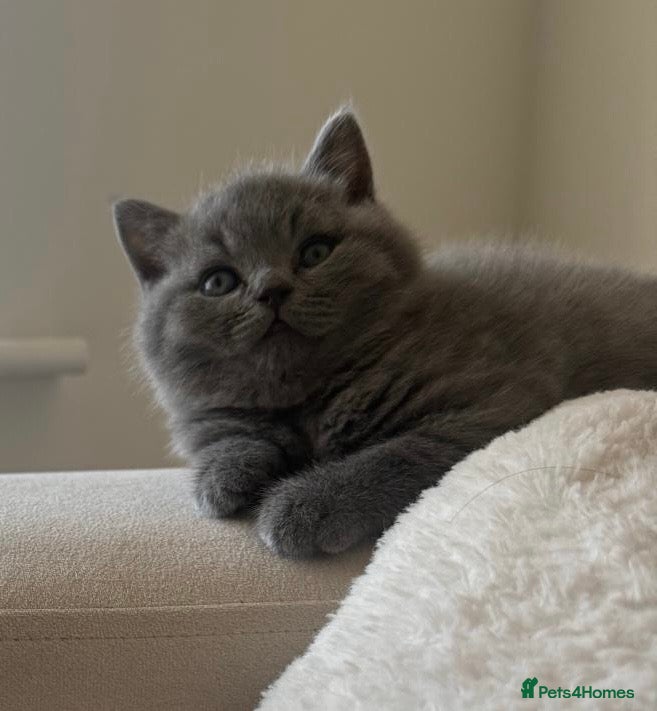 British Shorthair cats British shorthair  - Advert 1