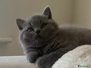 British Shorthair cats British shorthair - Advert 1