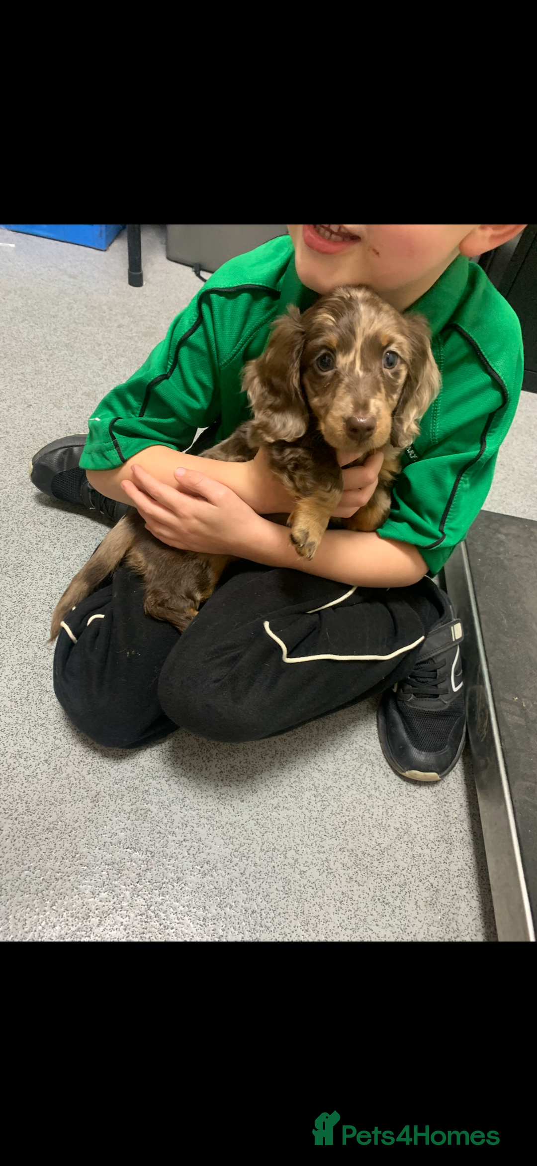 Miniature Dachshund dogs for sale: Adorable Longhaired Miniature Dachshund Puppies - Image 14