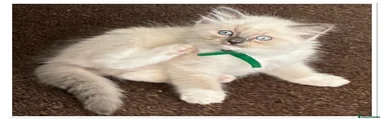Ragdoll 5 green collar 