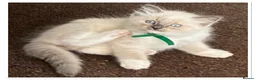 Ragdoll cats for sale: 6 cute pure breed Ragdoll kittens 2 boys 4 girls  - Advert 15