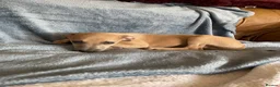Mixed Breed dogs for sale: Stunning Wiggy’s Italian greyhound x whippet  - Advert 36