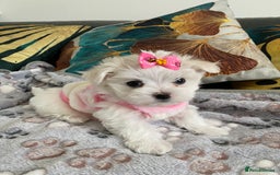 Maltese dogs for sale: 🌟KC STUNNING half-Korean Maltese puppies 🌟 - Image 30