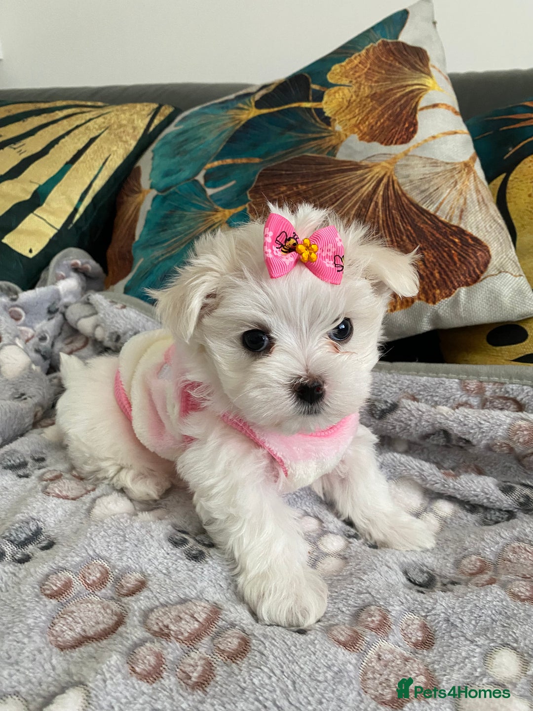Maltese dogs for sale: 🌟KC STUNNING half-Korean Maltese puppies 🌟 - Image 30