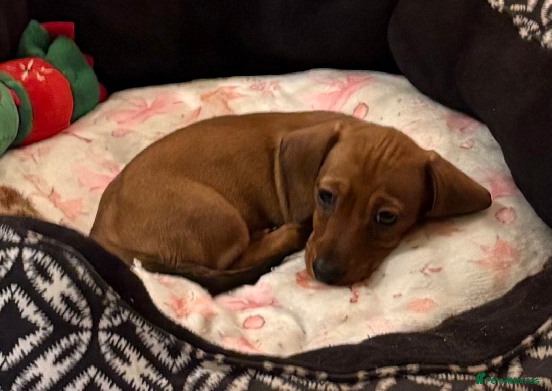 Miniature Dachshund dogs for sale: Vanitonia Miniature Smooth Dachshunds   - Advert 22