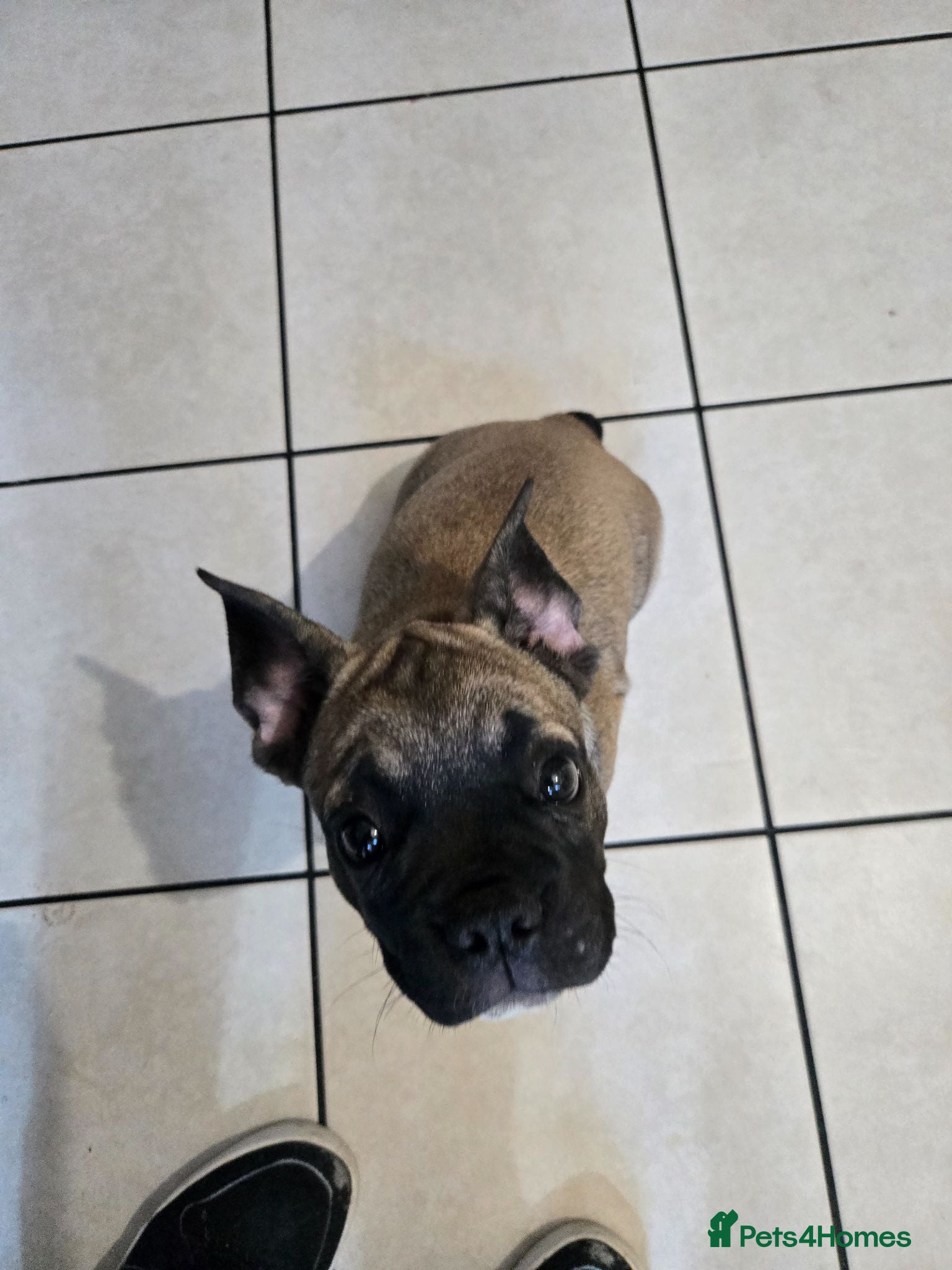 French Bulldog dogs Adorable Fremch bull dog  Ready Now  one boy left  - Advert 2