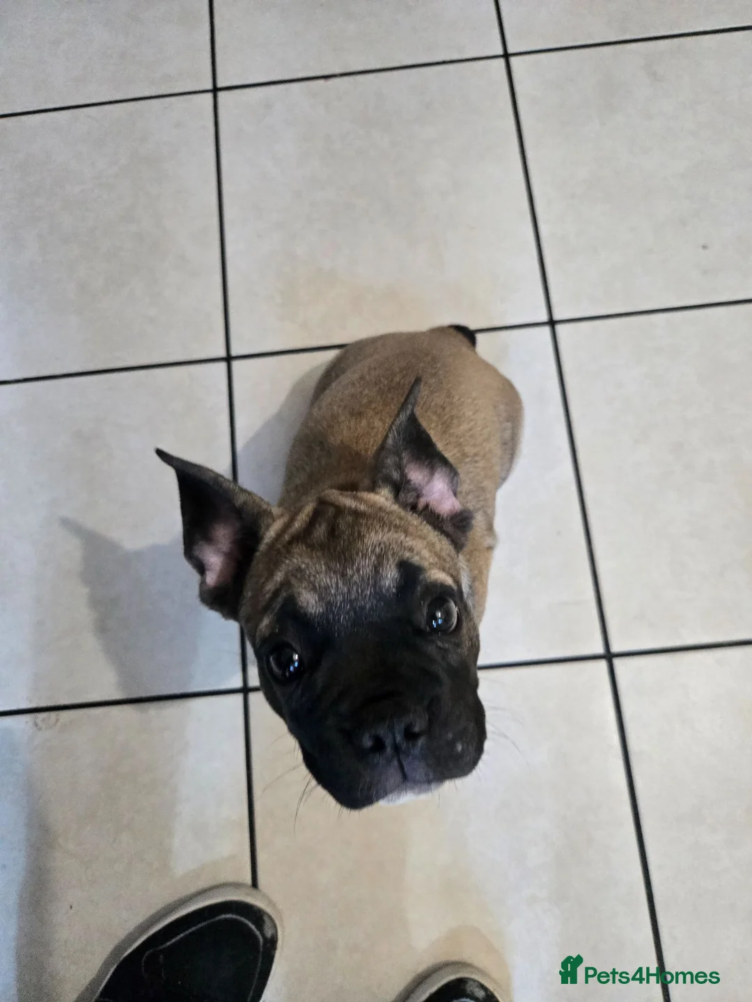 French Bulldog dogs for sale:  Fremch bull  1  boy left price reduced  - Advert 2
