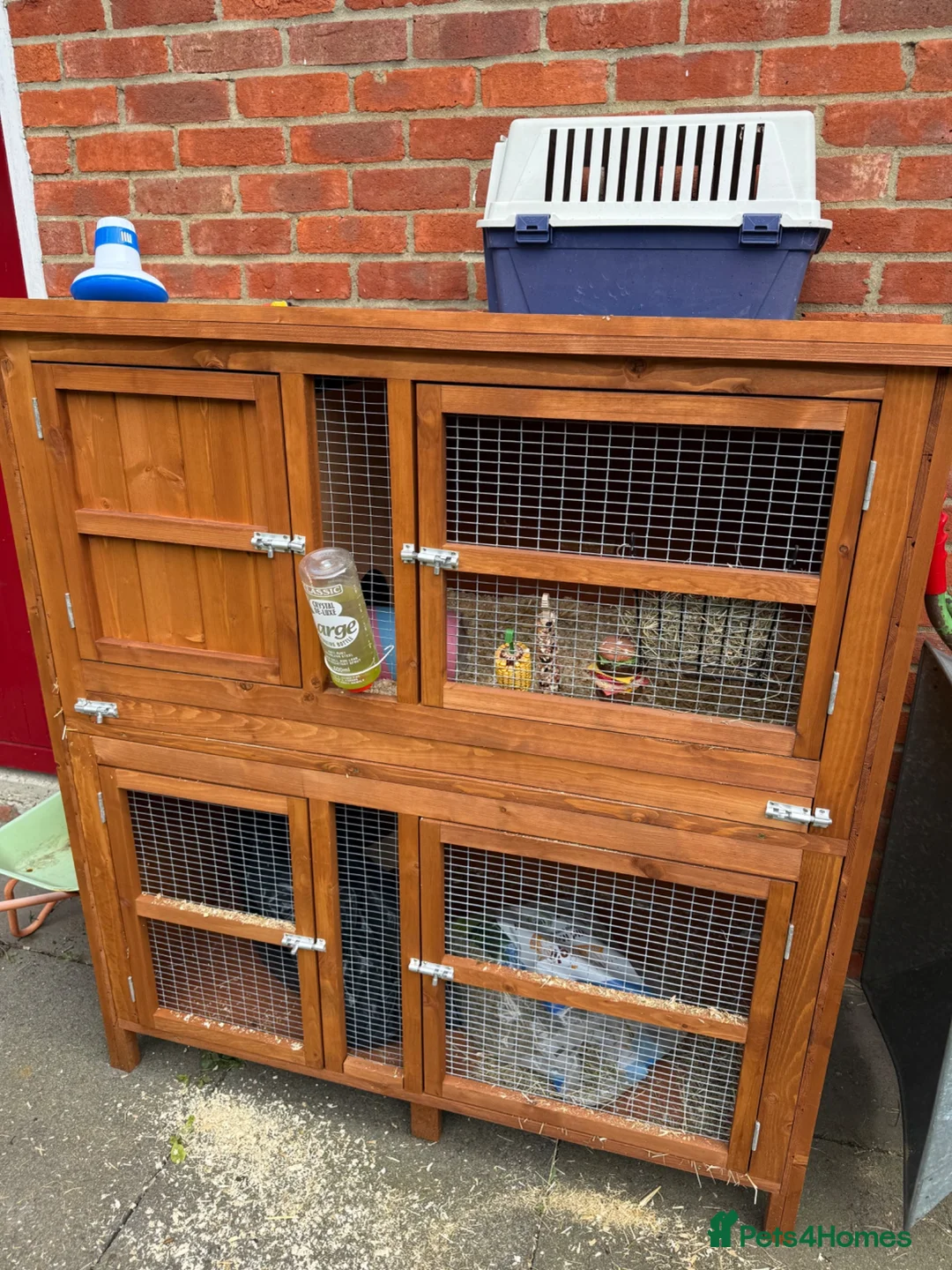 Guinea Pig rodents for sale: Guinea Pigs in Farnborough - Advert 2