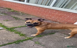Bullmastiff dogs for sale: Dexter  - Image 4
