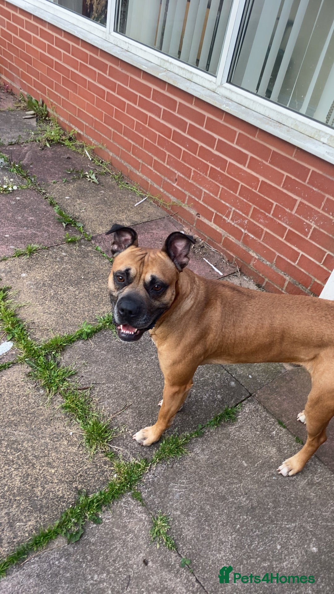 Bullmastiff dogs for sale: Dexter  - Image 4