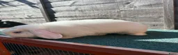 Giant Papillon rabbits for sale: continental giant , minilop , netherland draft - Advert 31