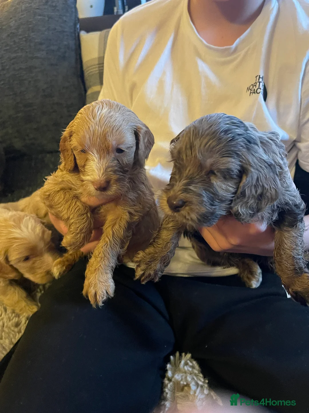 Cockapoo dogs for sale: f1 stunning toy cockerpoo  - Advert 6