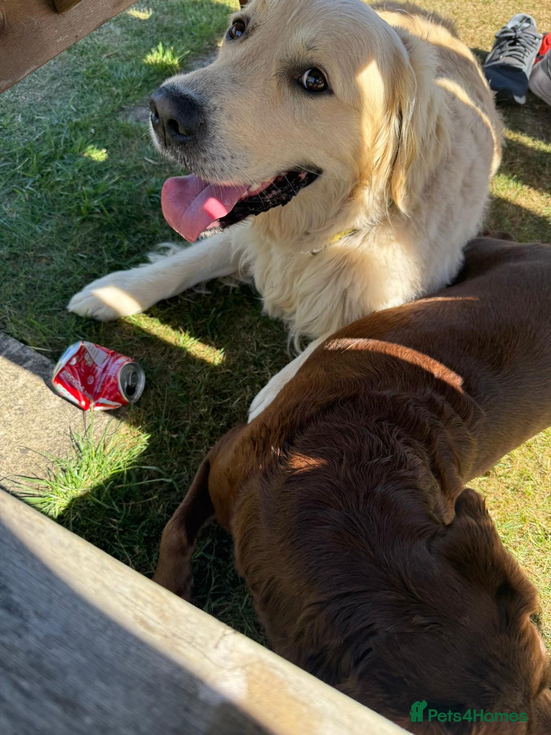 Mixed Breed dogs for sale: Rare black golden cocker puppies - Image 23