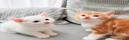 Mixed Breed cats for sale: Adorable kittens ready for their new homes - Advert 12