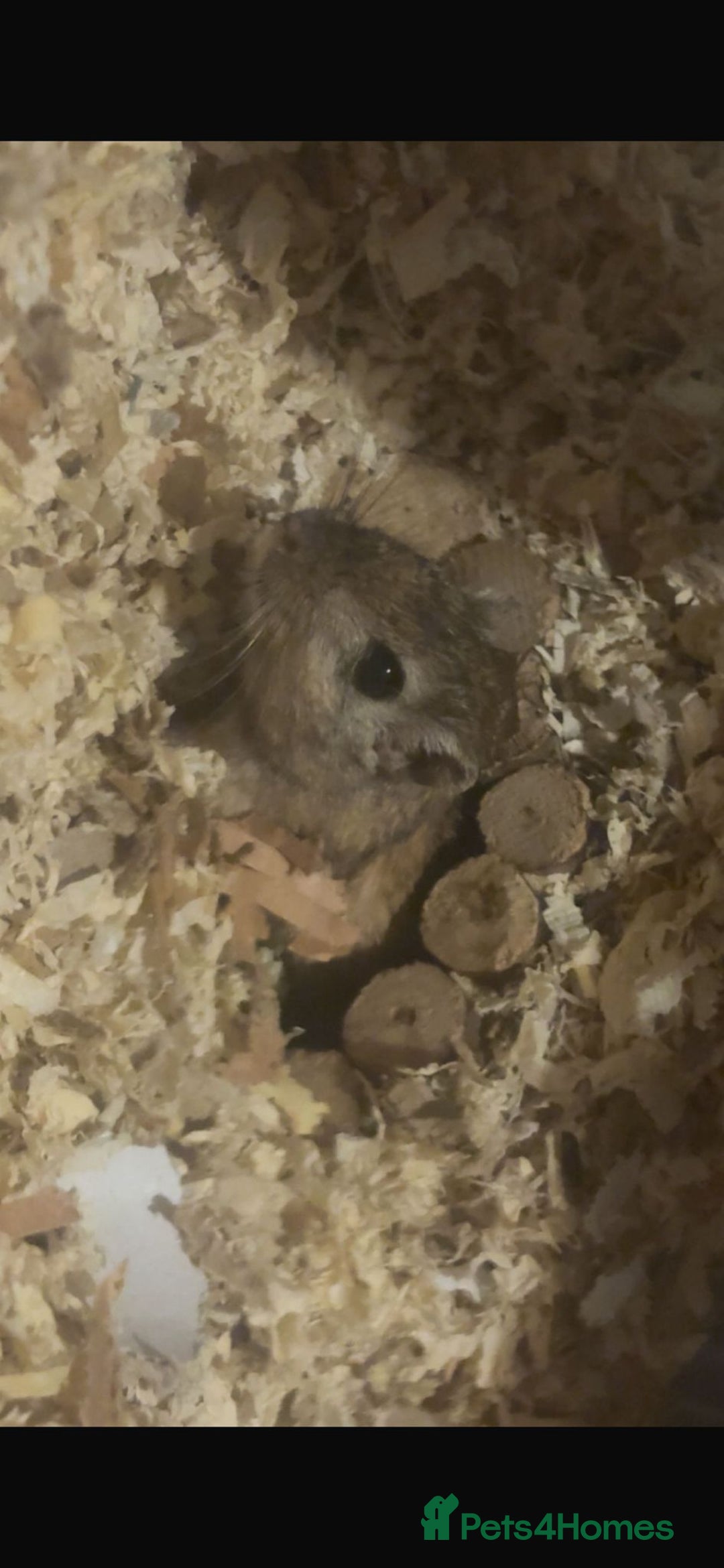 Gerbil rodents for sale: 3 male gerbils  - Advert 4