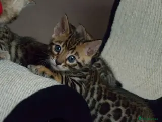 Bengal cats Bengal kittens - Advert 1