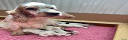 Cocker Spaniel dogs for sale: Gorgeous Show Type Cocker Spaniel Puppies KC Reg - Advert 15