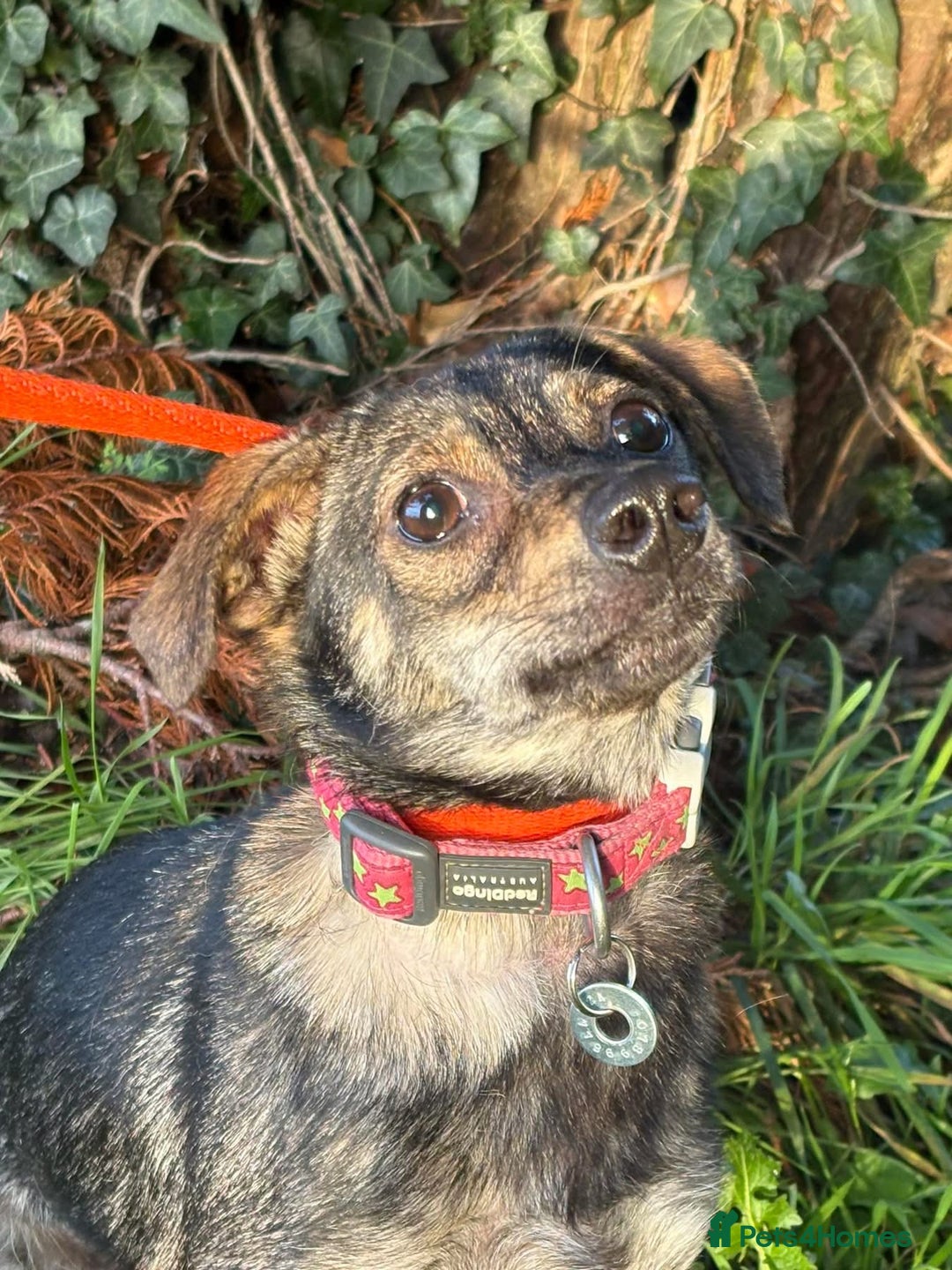 Mixed Breed dogs for adoption: Minnie - Hingham Norfolk  - Advert 5