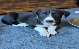 Mixed Breed dogs for sale: Lurcher cross pups - Image 5