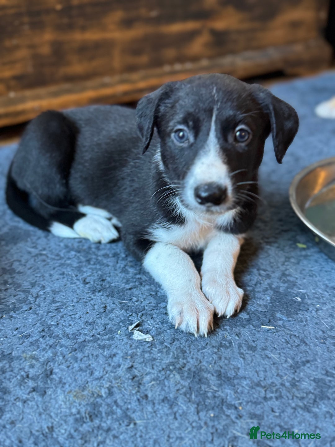 Mixed Breed dogs for sale: Lurcher cross pups - Image 5