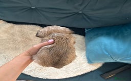 Miniature Schnauzer dogs for sale: Beautiful litter of Miniature Shnauzers  - Image 7