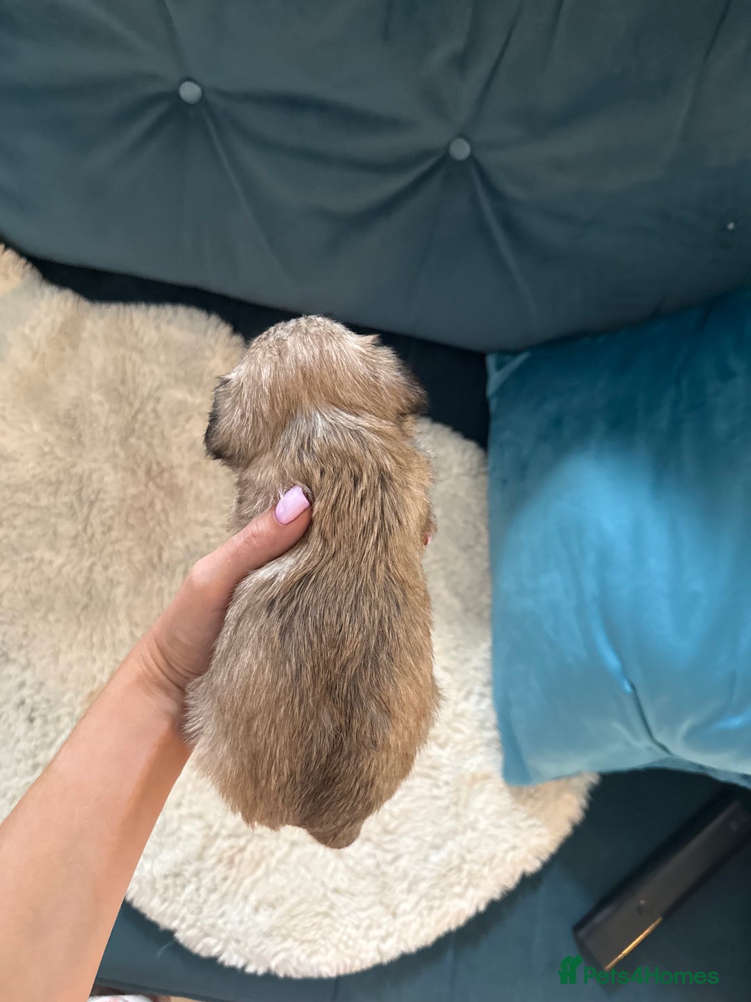 Miniature Schnauzer dogs for sale: Beautiful litter of Miniature Shnauzers  - Image 7