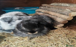 Mini Lop rabbits for sale: British lop babies  - Image 5