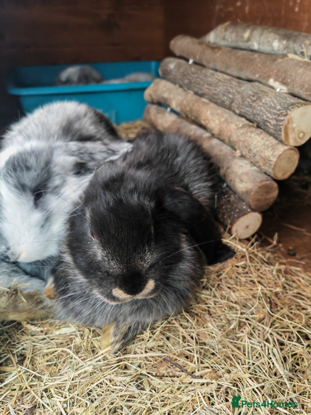 Mini Lop rabbits for sale: British lop babies  - Image 5