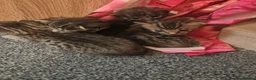 Bengal cats for sale: Adorable Bengal Mix Kittens  in Newmarket - Advert 4
