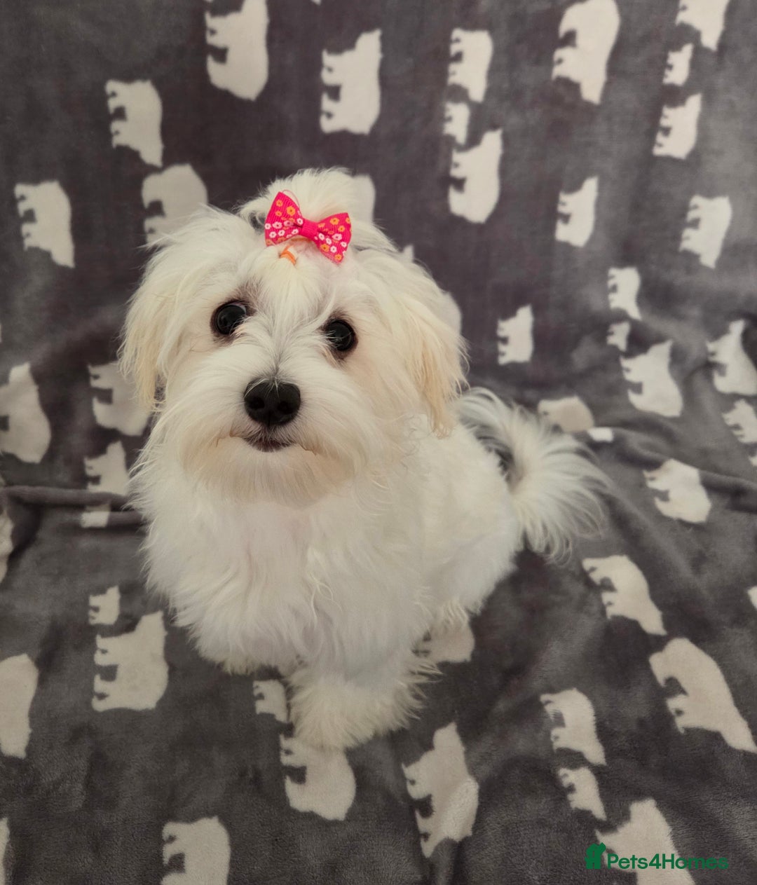 Maltese dogs for sale: KC Reg*Champion Bloodline Maltese Puppy in Wakefield - Image 7