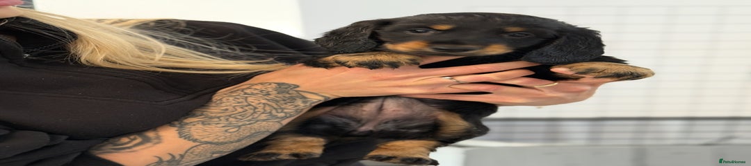 Black and Tan Bitch