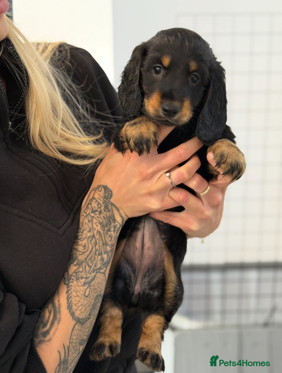 Dachshund dogs for sale: KC Registered Long-Haired Dachshund Puppies in Durham - Image 7