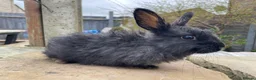 Mixed Breed rabbits for sale: Mixed breed males for sale  - Advert 4