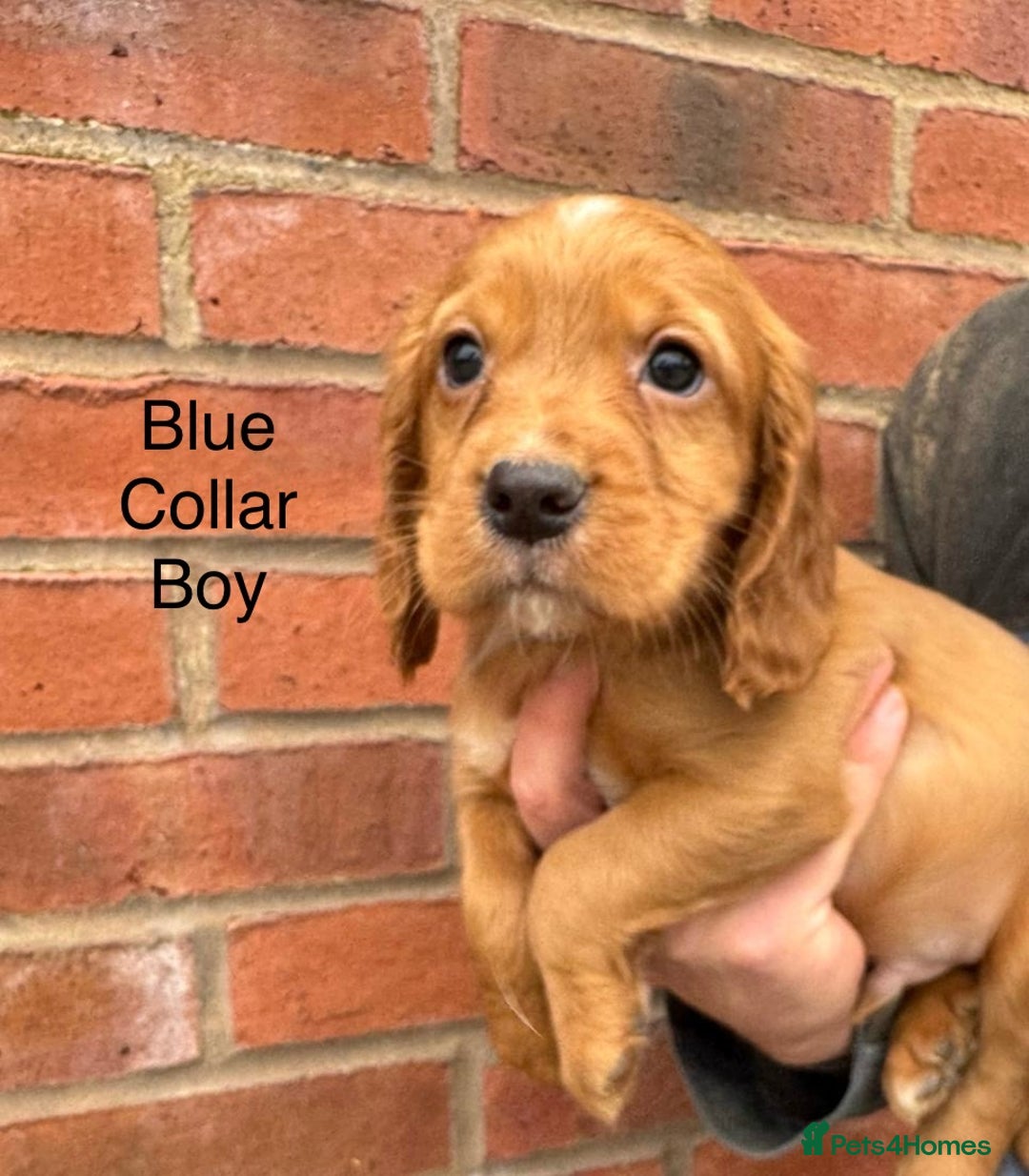 Cocker Spaniel dogs for sale: KC Reg & Health Tested Working Cocker Spaniels - Advert 11