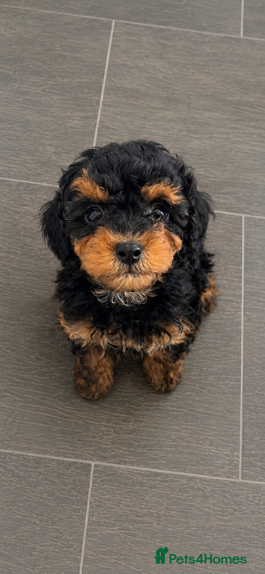 Cavapoo dogs Stunning cavapoo puppies - Advert 13