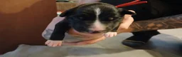 Border Collie dogs for sale: 1 beautiful boy left - Advert 28