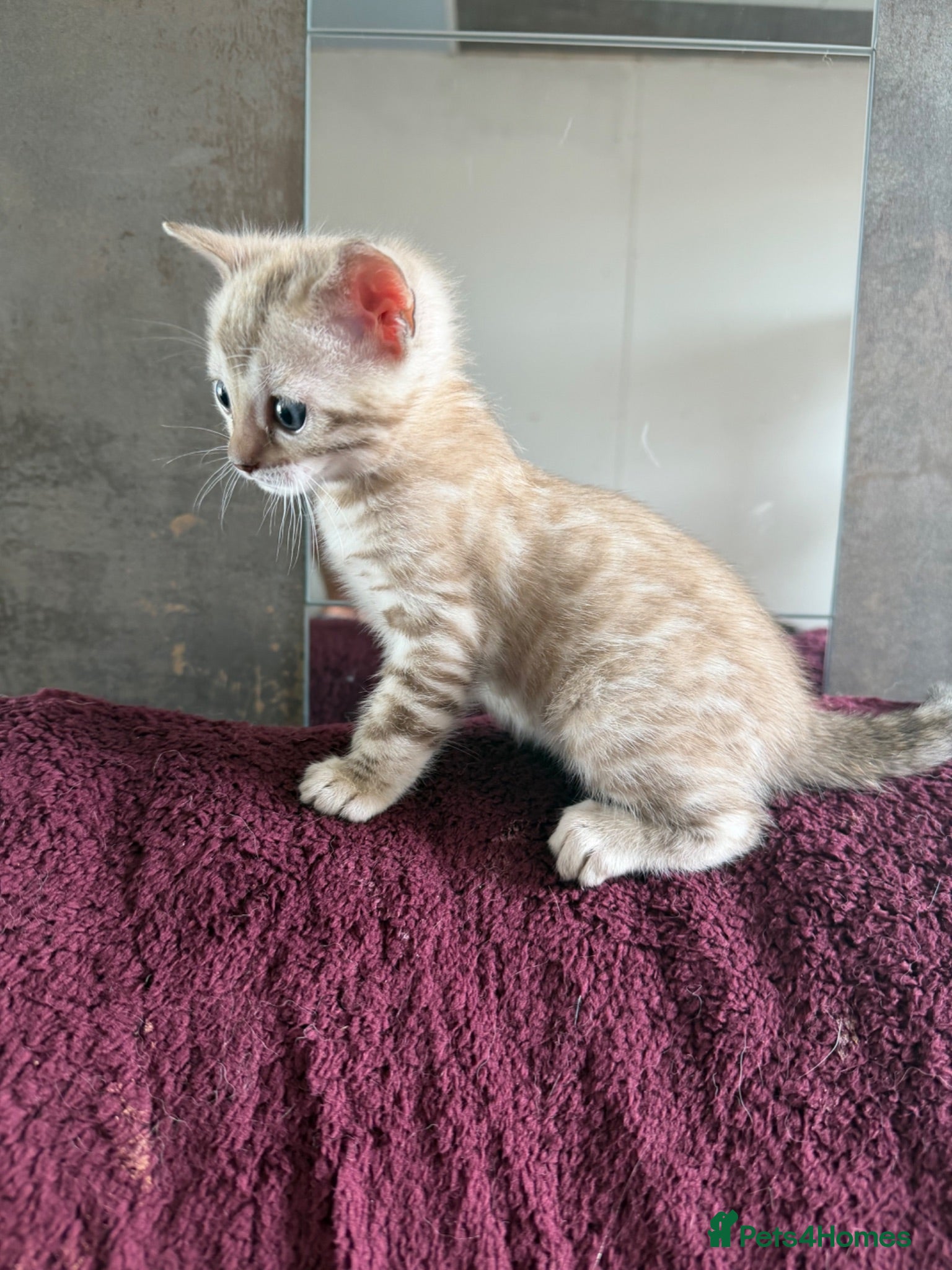 Bengal cats Snow Lynx Kitten, Pet Only, TICA Non-Active! - Advert 17