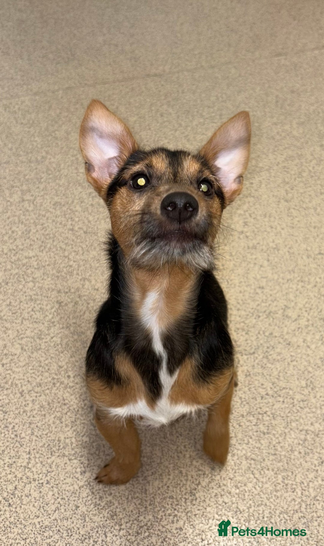 Jack Russell dogs for sale: Jack Russell boy  - Advert 2