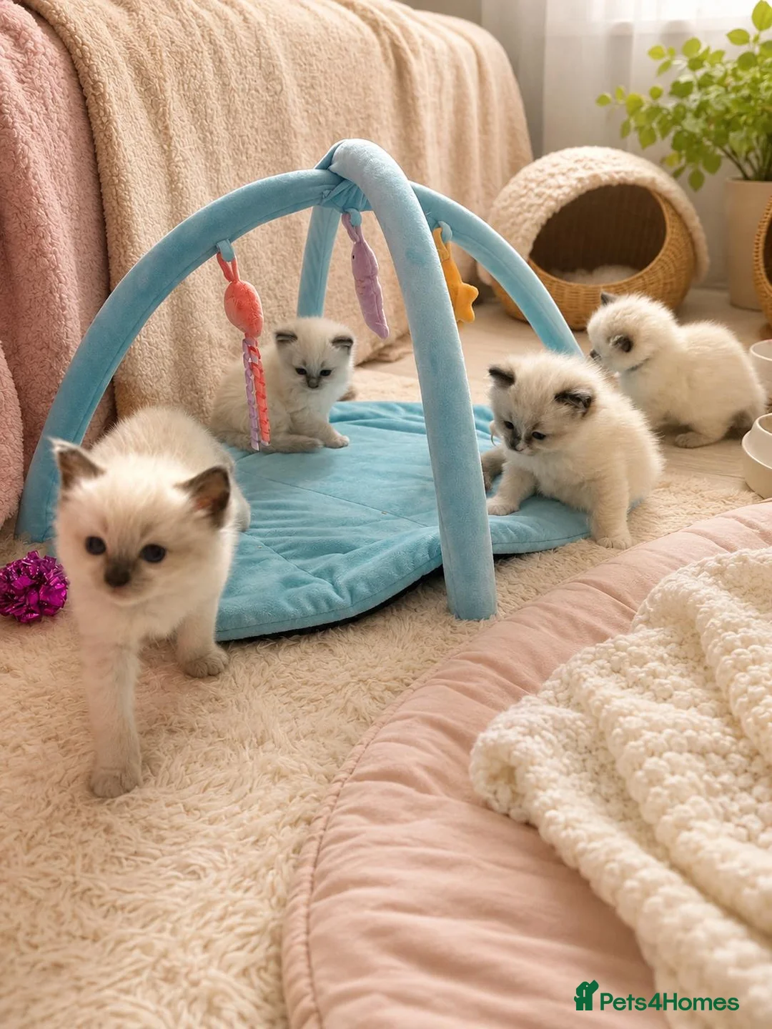 Ragdoll cats for sale: Ragdoll kittens  - Advert 2
