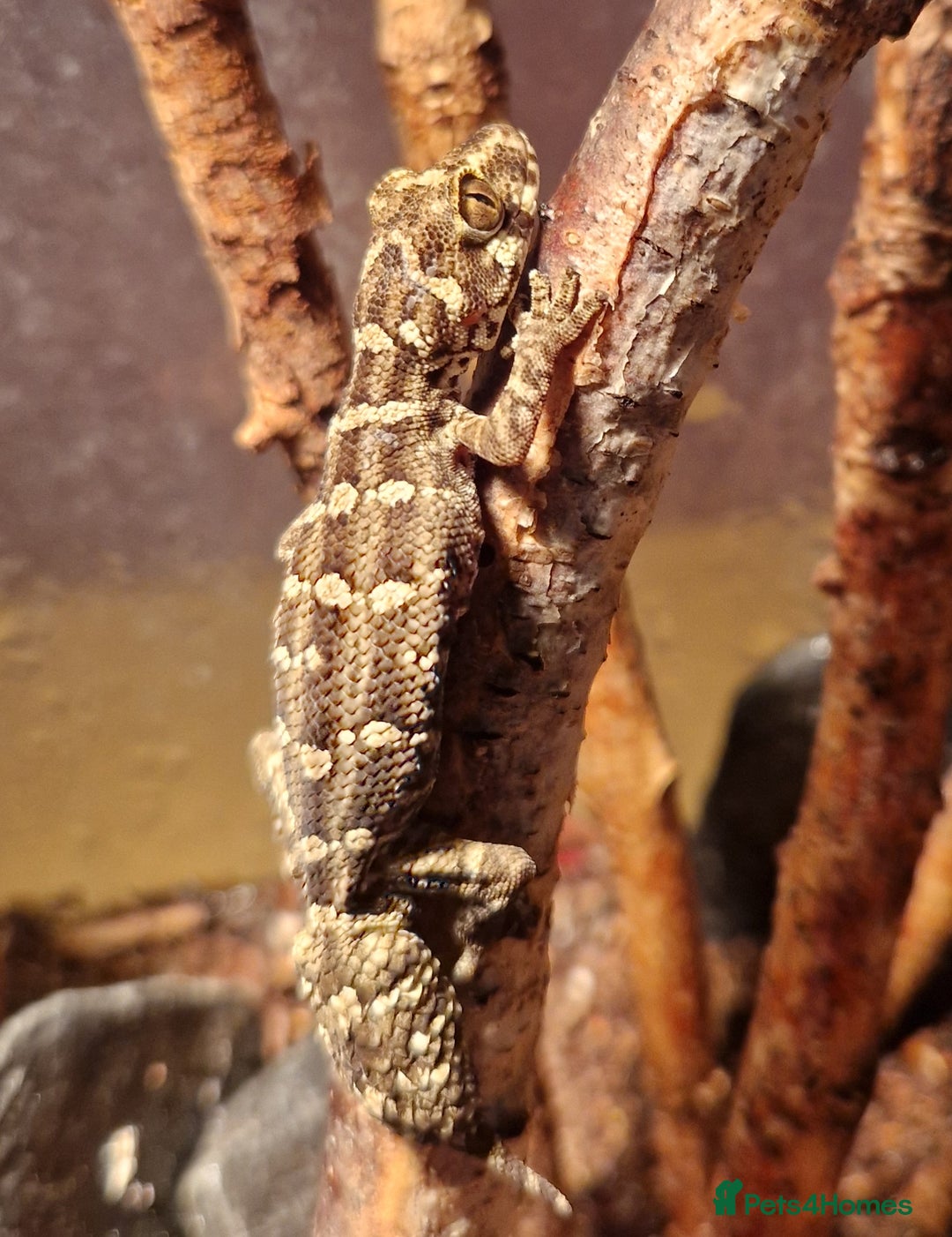 Gecko reptiles for sale: Viper geckos - Image 2