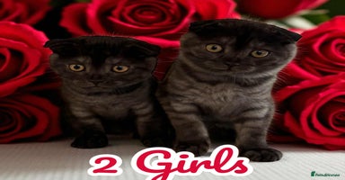 Scottish Fold cats - Advert 11