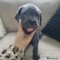 Cane Corso Puppy 3
