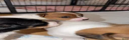 Jack Russell dogs for sale: Jackrussells terriers for sale  - Advert 15