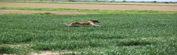 Bracco Italiano dogs for sale: Wonderful litter  - Advert 4