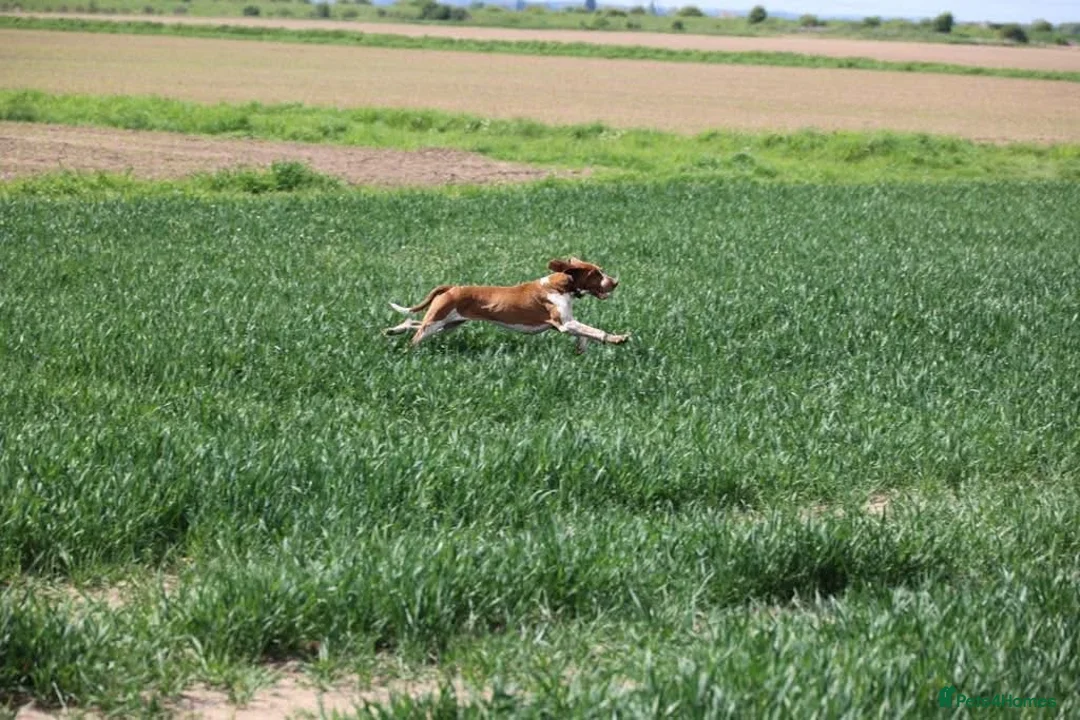 Bracco Italiano dogs for sale: Wonderful litter 1 girl remaining - Advert 2