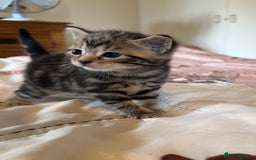 British Shorthair cats for sale: 2 boys one girl for sale  - Image 9
