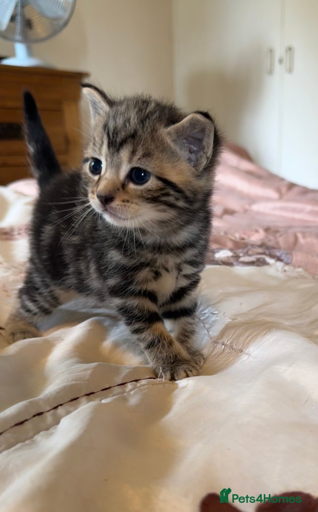 British Shorthair cats for sale: 2 boys one girl for sale  - Image 9
