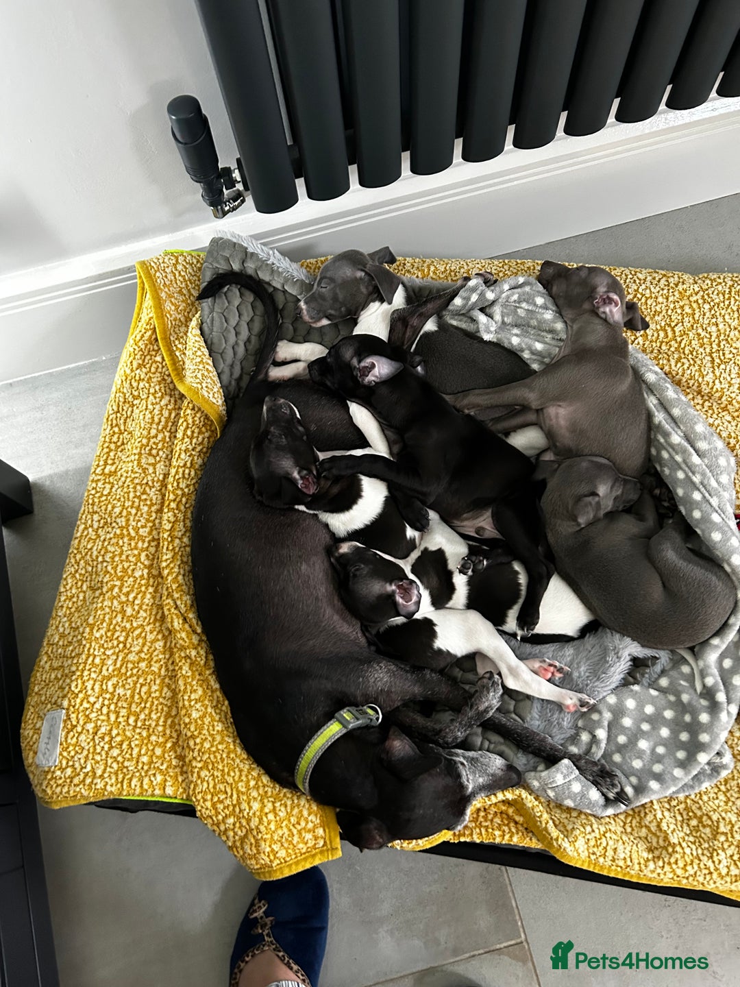 Italian Greyhound dogs for sale: Beautiful Italian greyhound puppies  - Image 19