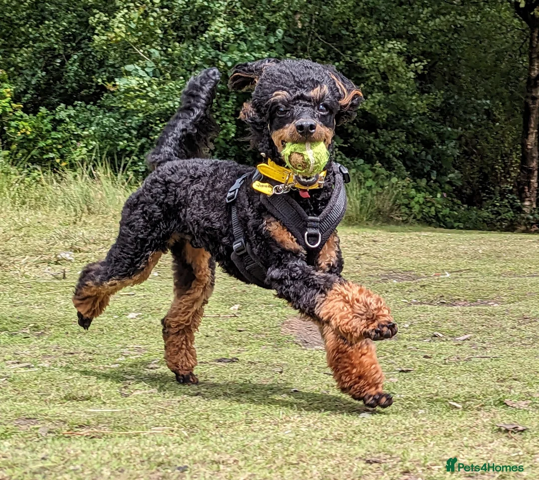 Toy Poodle dogs for stud: *Proven* KC registered Toy Poodle - petite boy in Bolton - Advert 4